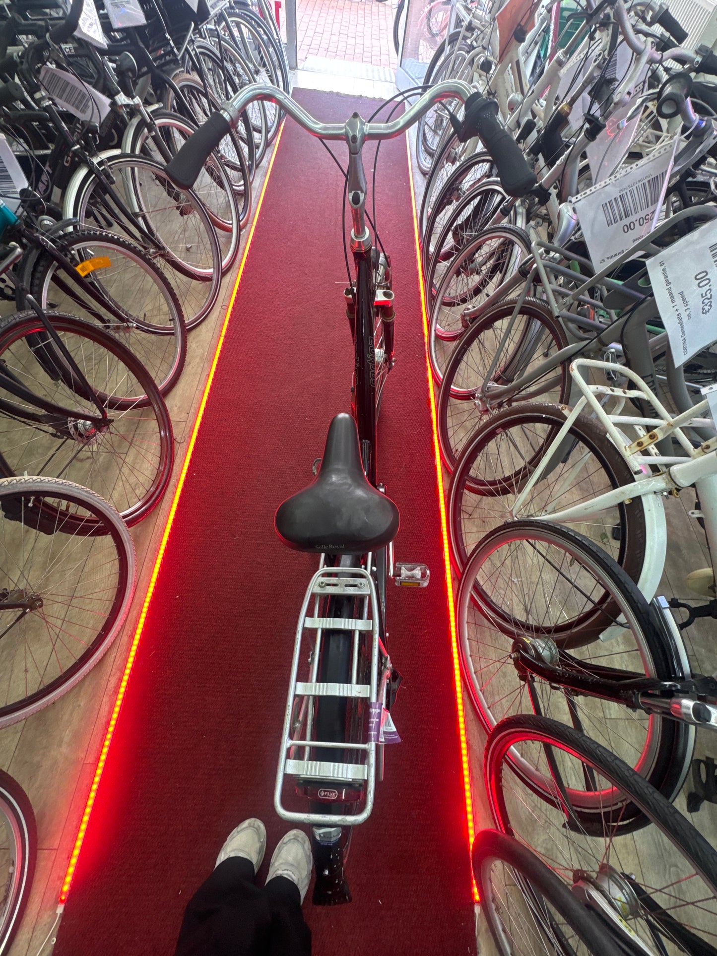 CORTINA Damesfiets + 1 maand garantie, 55, 7 speed